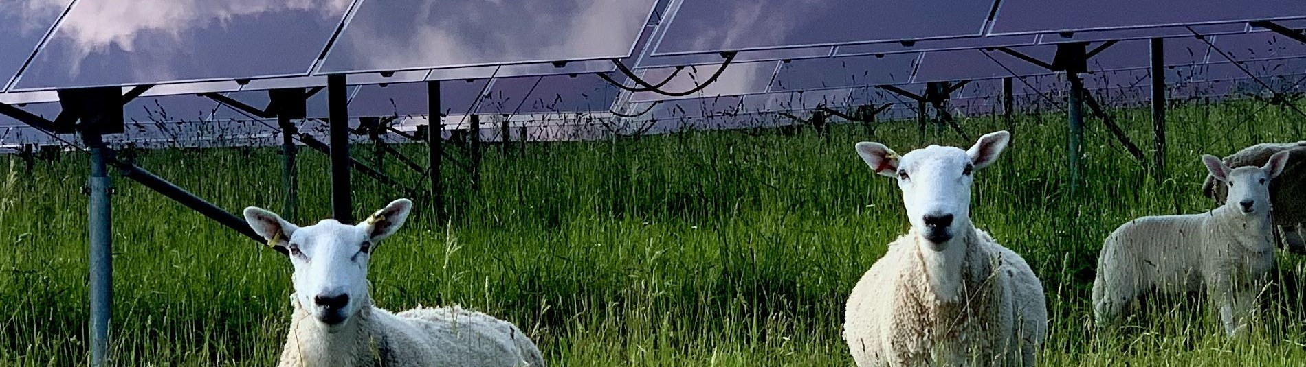 Sheep grazing near solar panels