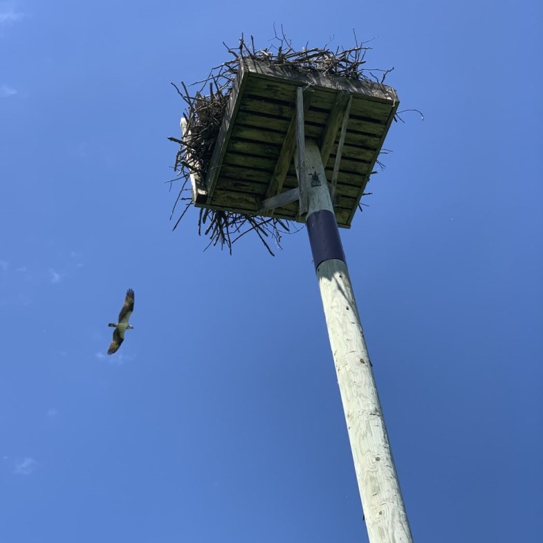osprey flying near nest
