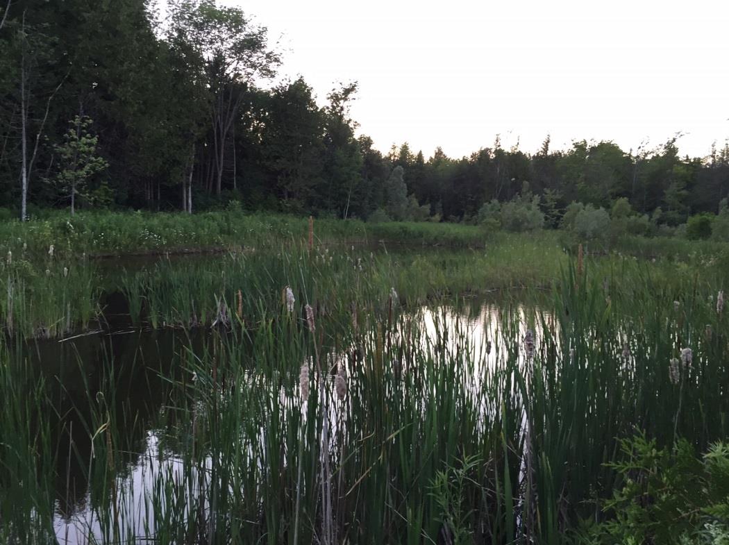 Swampy area with cattails