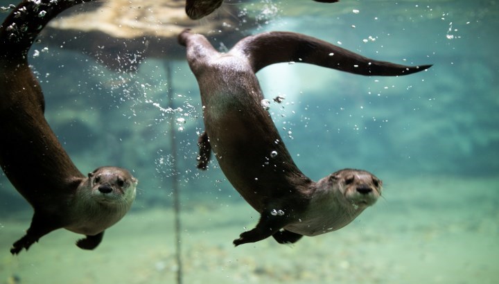 otters